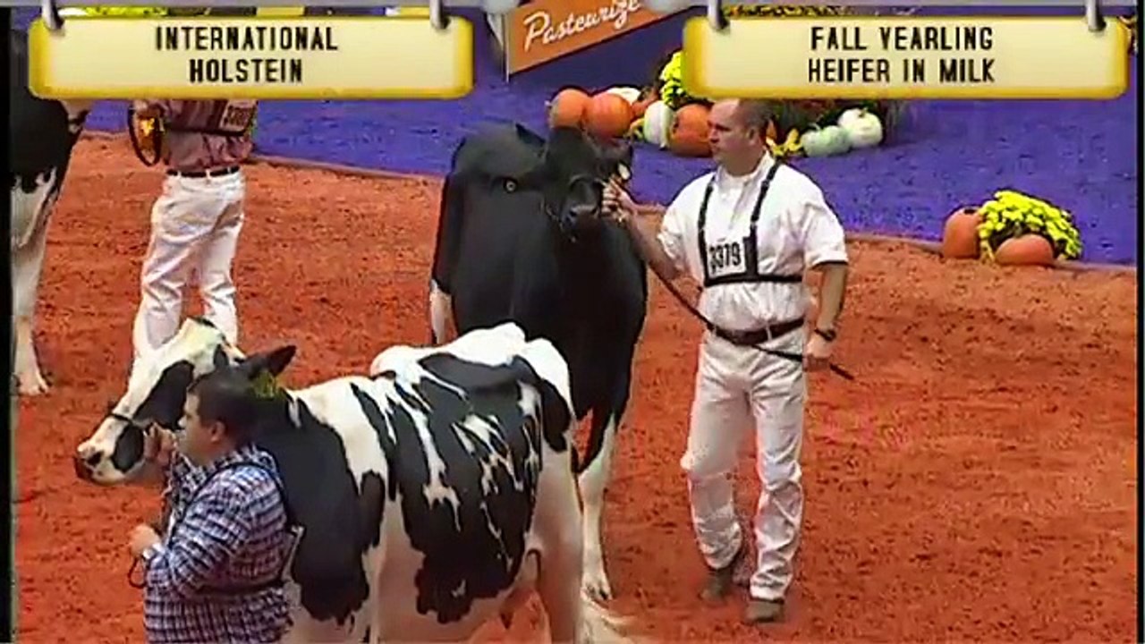 Holstein -  Fall Yearling in Milk
