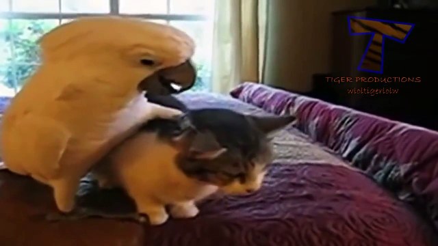 Katter Och Hundar Vs Papegojor - Roligt Och Gulligt Djur Sammanställning