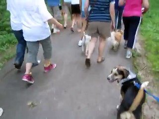 Lucy at Paws in the Park Dog Walk 6/6/10