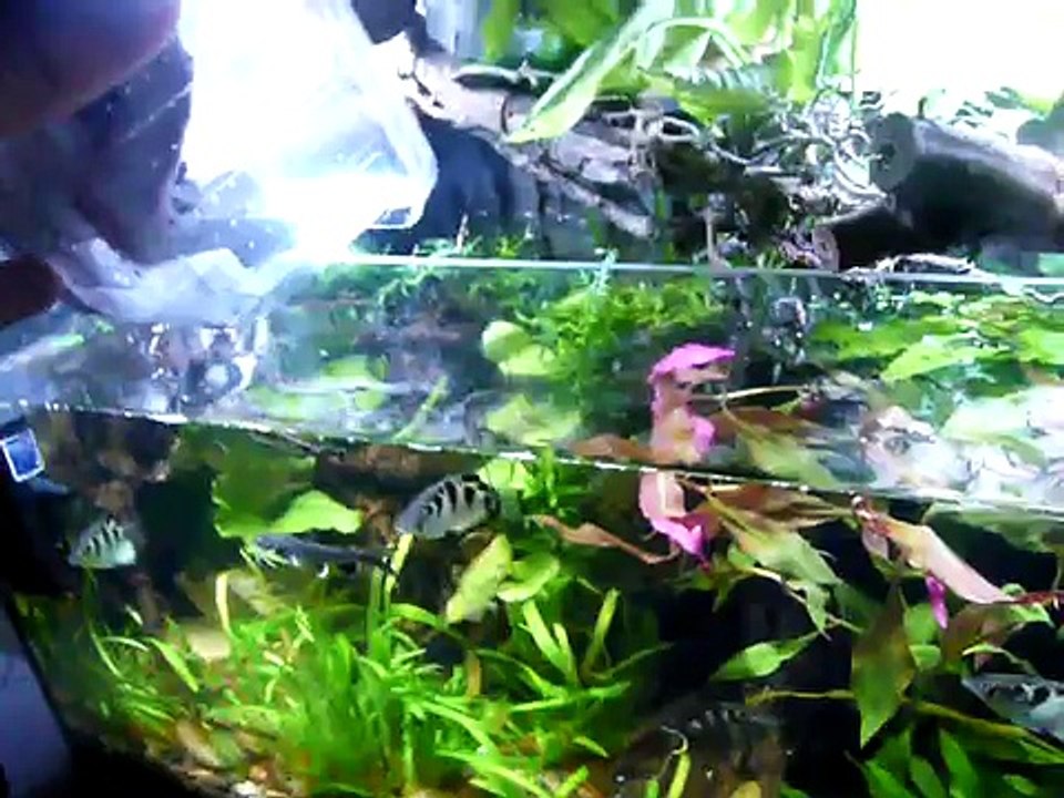 Toxotes jaculatrix (Schützenfisch) (ADM Aqua Design 2010) Aquascaping, Aquaristik