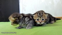 3 week old kittens learns how to walk. 5 min Bonus video . Cutest Cat Moments