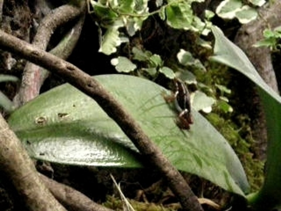 chant du mâle et accouplement