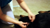 Taping Rottweiler ears - best effective way Rottweiler puppy taping ears