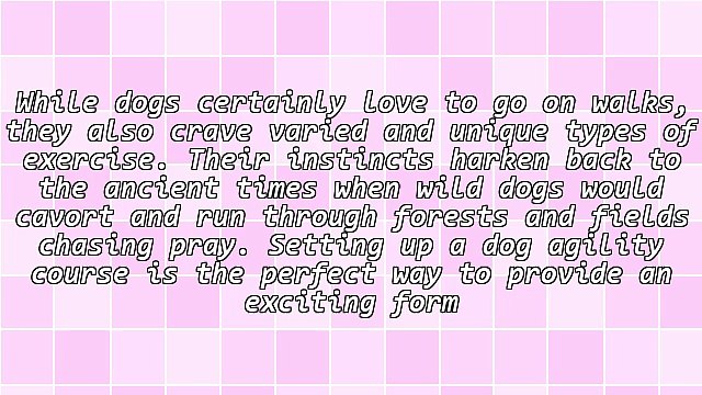 The Equipment Used On Canine Agility Courses