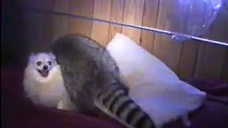 dog and raccoon playing part 1