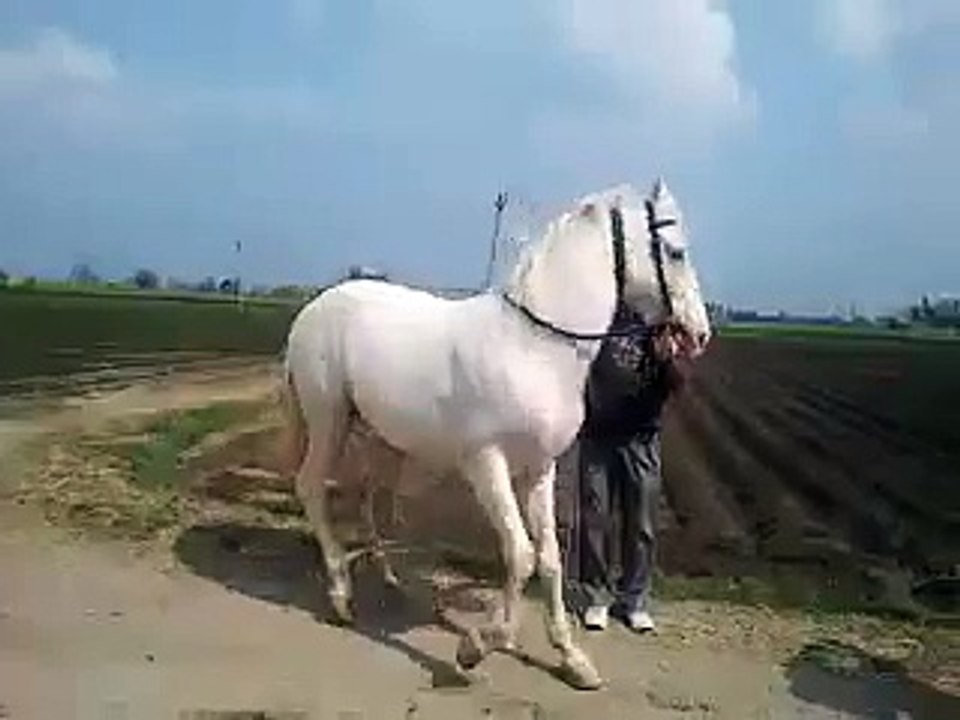 Animal dance