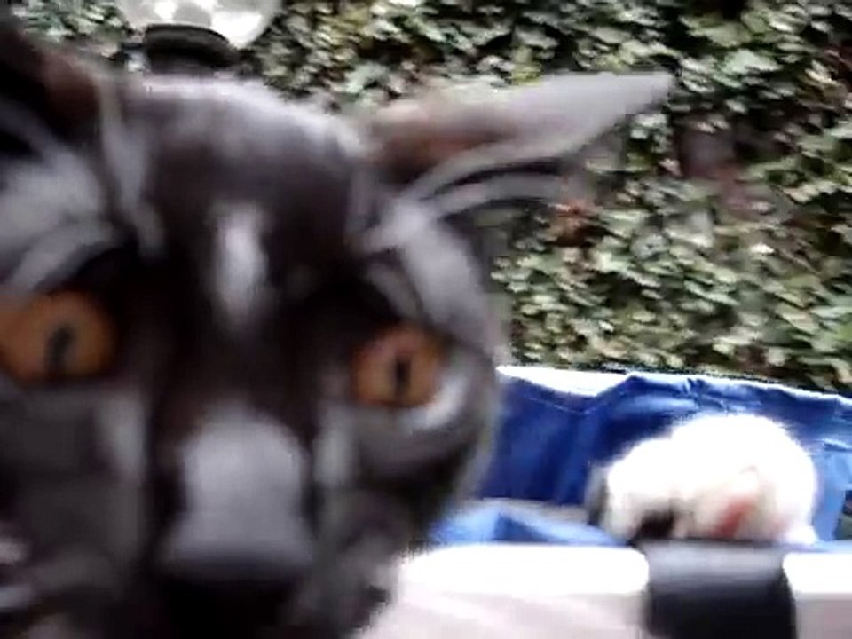 "Las aventuras de Ron, el gato con botas y guantes" Cap. 10