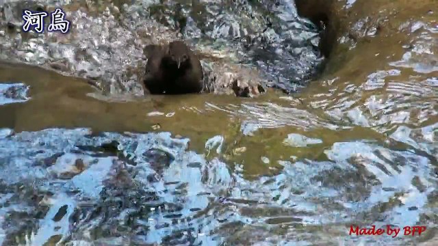 杉林溪的河烏bfpmv-0127