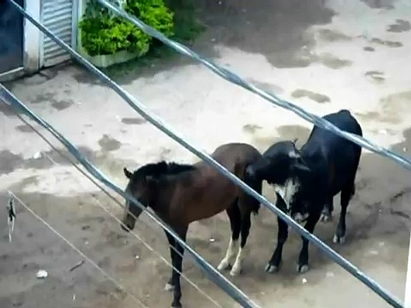 ⁣sexo animal e doido