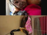 Capuchin Monkey Morning - 猿のケア毎日の朝