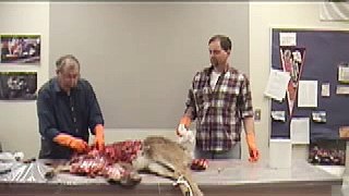 deer necropsy part 4