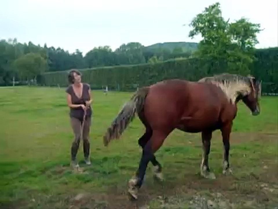 la récré des chevaux