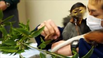 #0 アカアシドゥクラングール人工哺育中　 Red-shanked Douc Langur