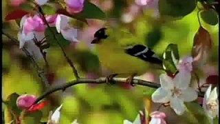 How to attract Goldfinches to your backyard