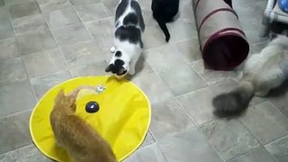 Cats playing with a toy