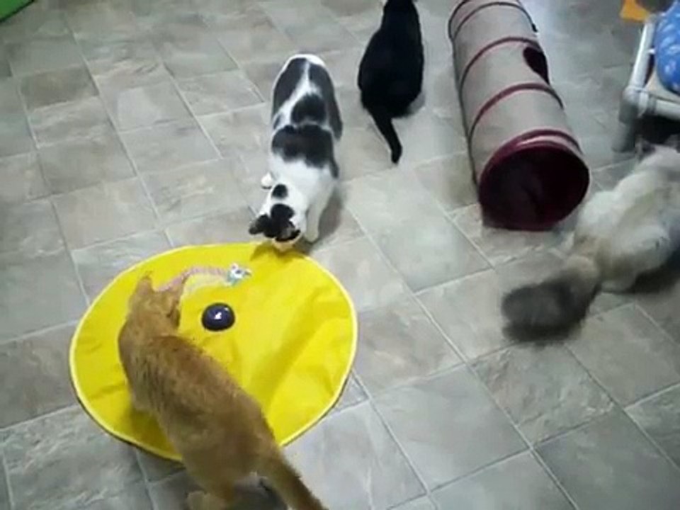 Cats playing with a toy