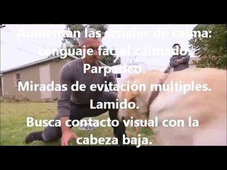 Holly, la labrador que muerde a Cesar Millán - diseccionando el lenguaje canino