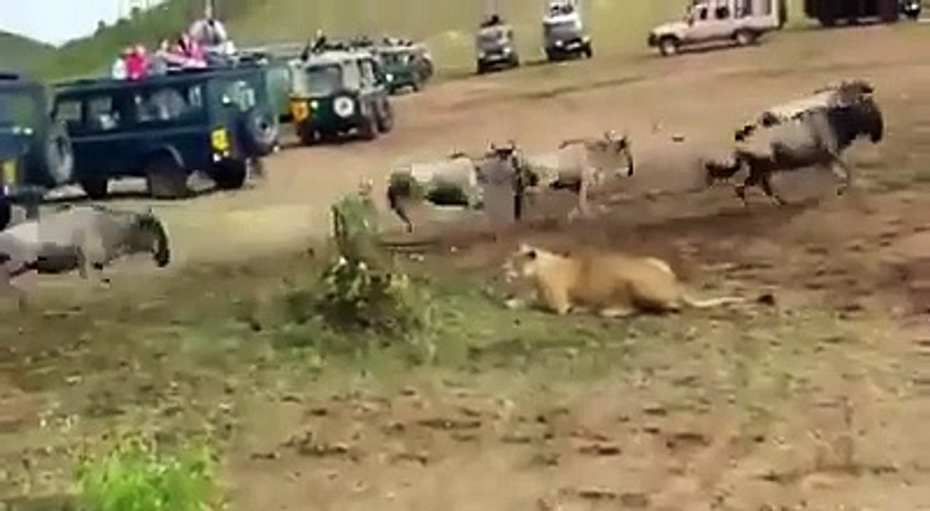 The difference between the lion and lioness