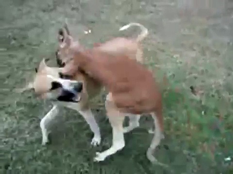 dog with a kangaroo Brawl ( kanguru ile köpeğin kapışması )