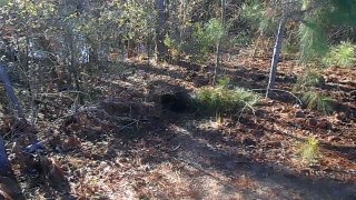 Live Trapping Beaver on Land