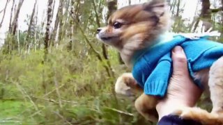 Funny animals Dog Thinks He's Running as Fast as a Car