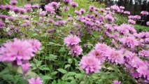風のガーデン Flower garden ガーデン街道 花の名所案内 富良野