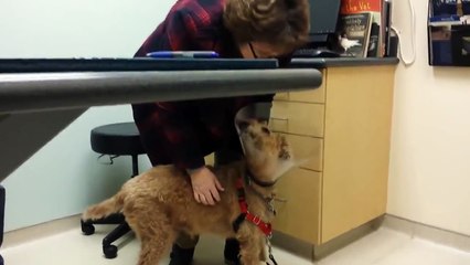 Dog Who Became Blind Can See Owner Again After Surgery