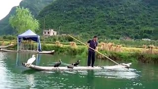 Pêche au cormoran, Yangshuo, Chine