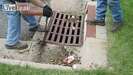 A flush of Ducklings risk getting flushed down the drain!