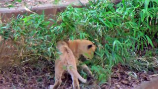 Lion Cubs at the National Zoo
