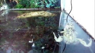Common Frog Croaking