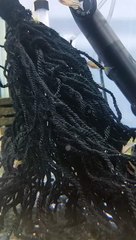 Pseudomugil Gertrudae 'Aru 2' spawning