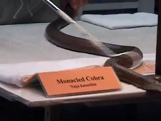 Monacled Cobra Venom Extraction