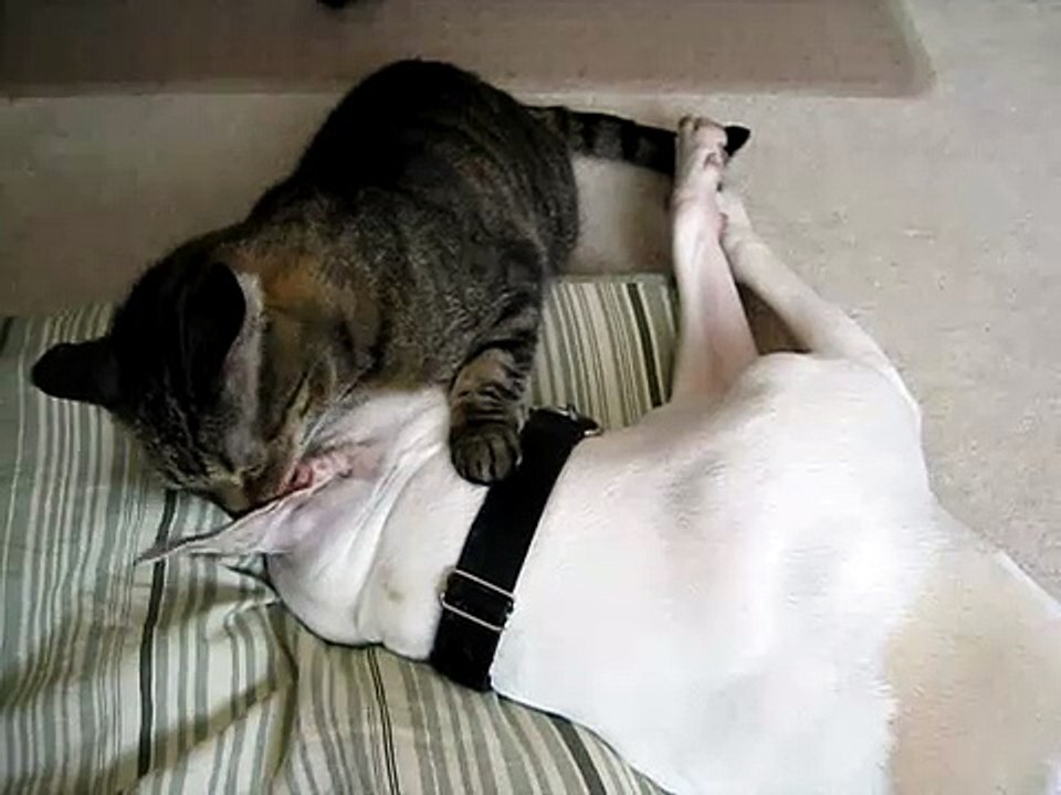 Cat Cleans Pit Bull's Ear