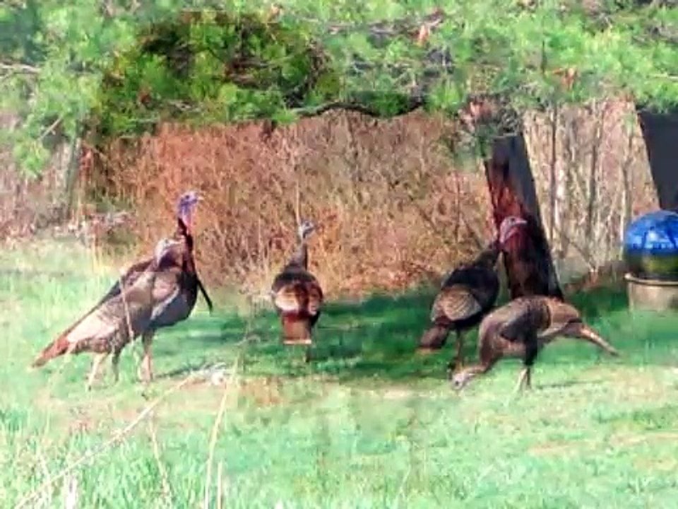 Wild Turkey 2008