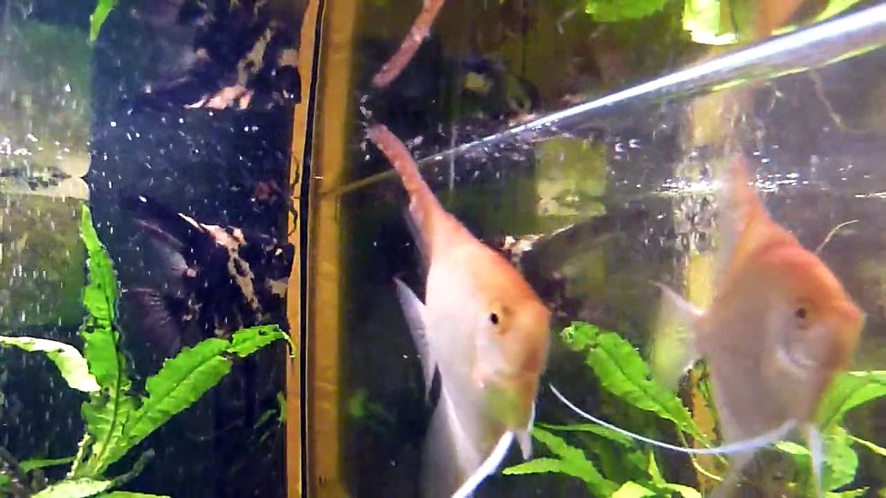 Angelfish and their fry 8 days old (since spawning)