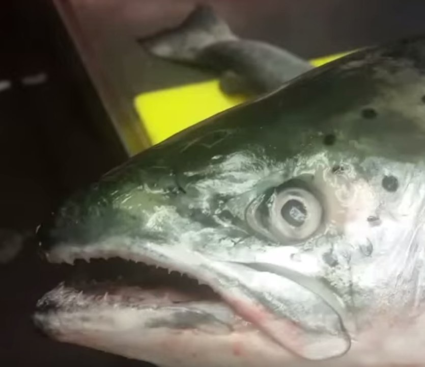 New Orleans Chef Sings Soul With a Fish