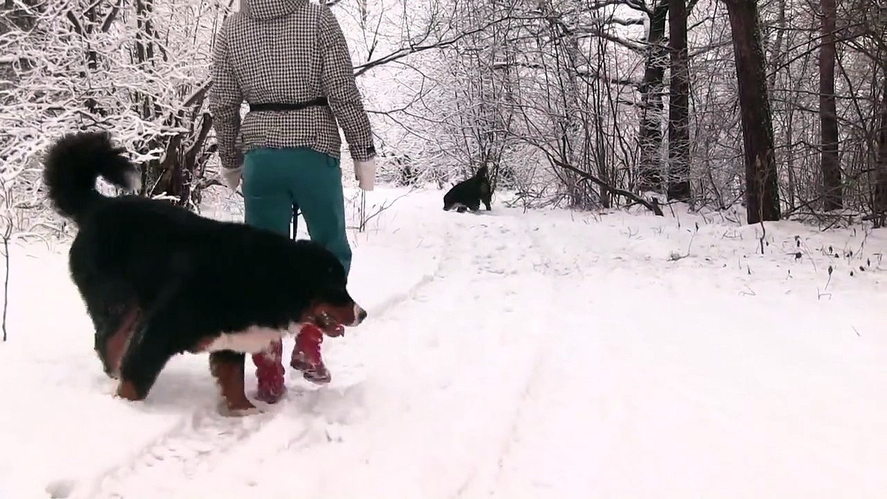 Gloria in excelsis Deo