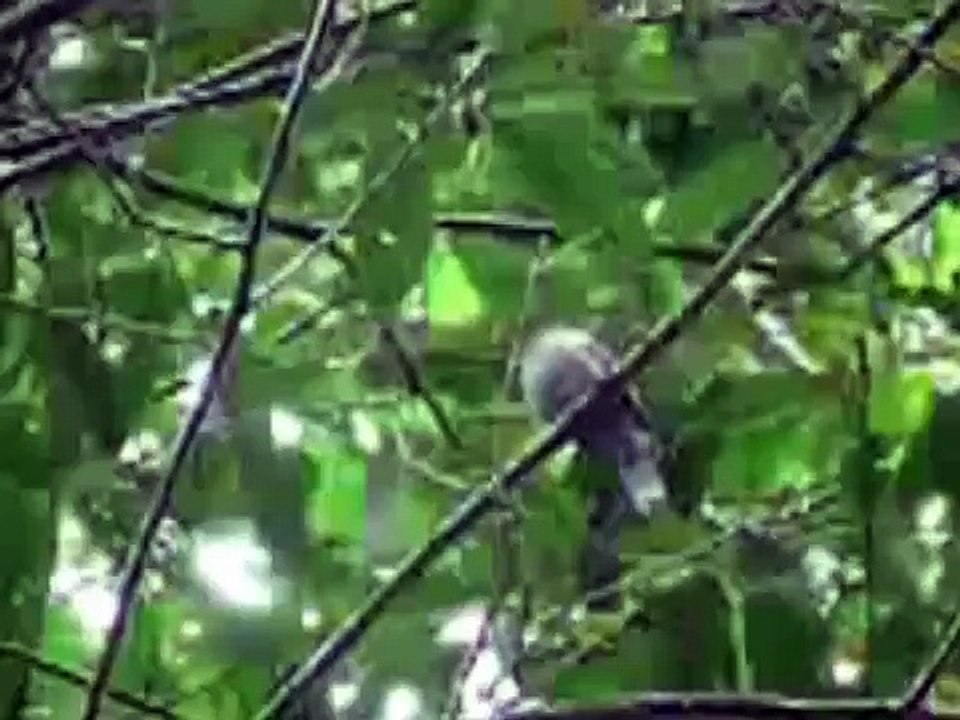 Le chant du Paypayo