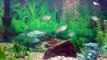 Freshwater Tropical Fish Aquarium- 65 Gallon