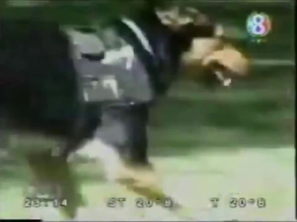 Funny this dog so smart