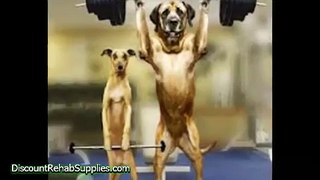 Funny Dogs Exercising 2
