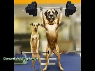 Funny Dogs Exercising 2