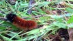 Wooly bear caterpillar (Pyrrharctia isabella)