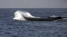 Breaching Sperm Whale