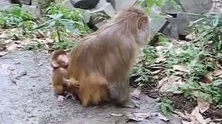 Cutest baby monkey