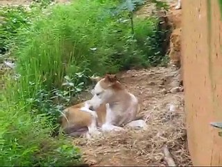 VILLAGE DOGS - PEMBA ISLAND (Tanzania - Africa)