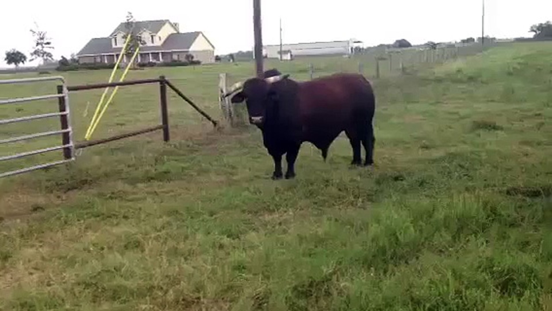 ⁣Brahman x Maine Angus Bull