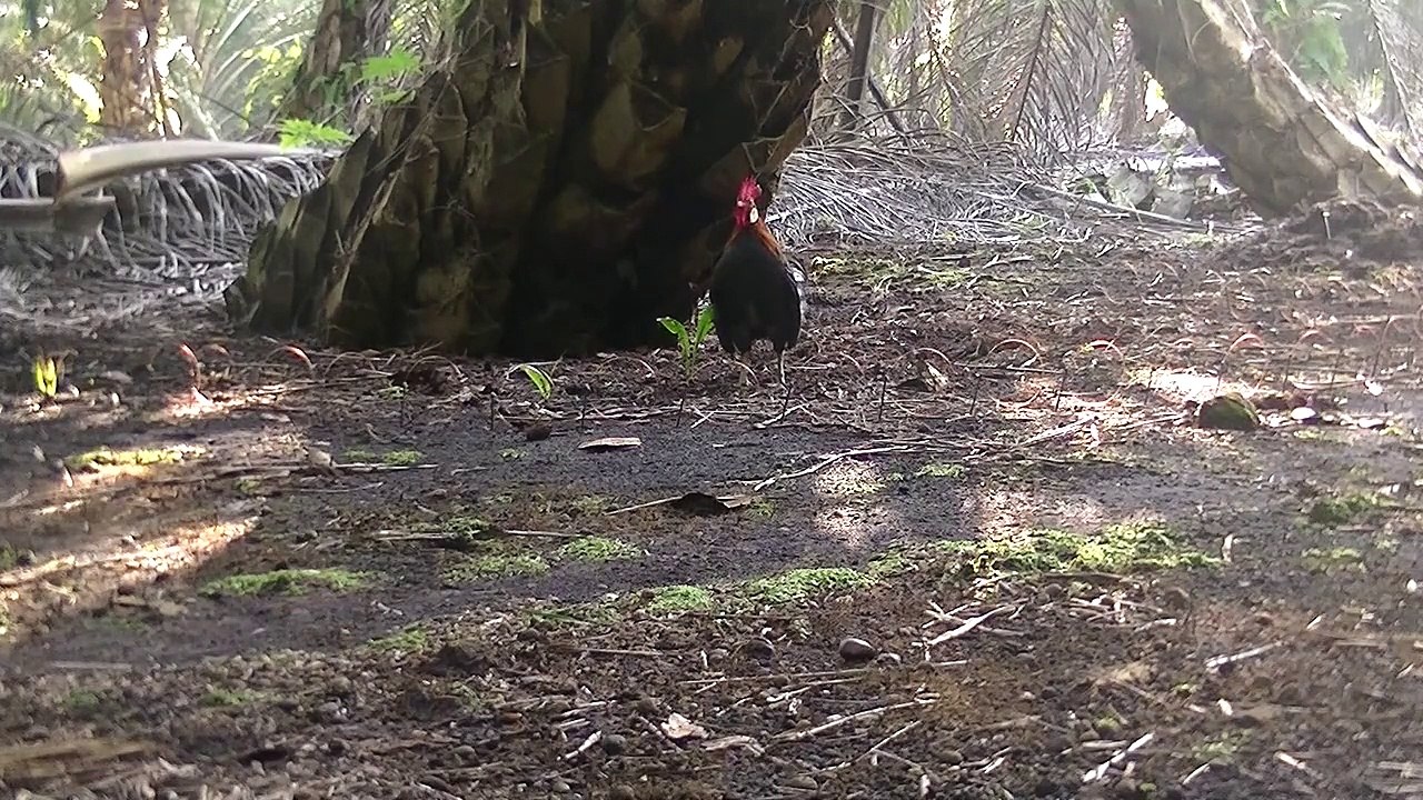 Ayam Hutan 22