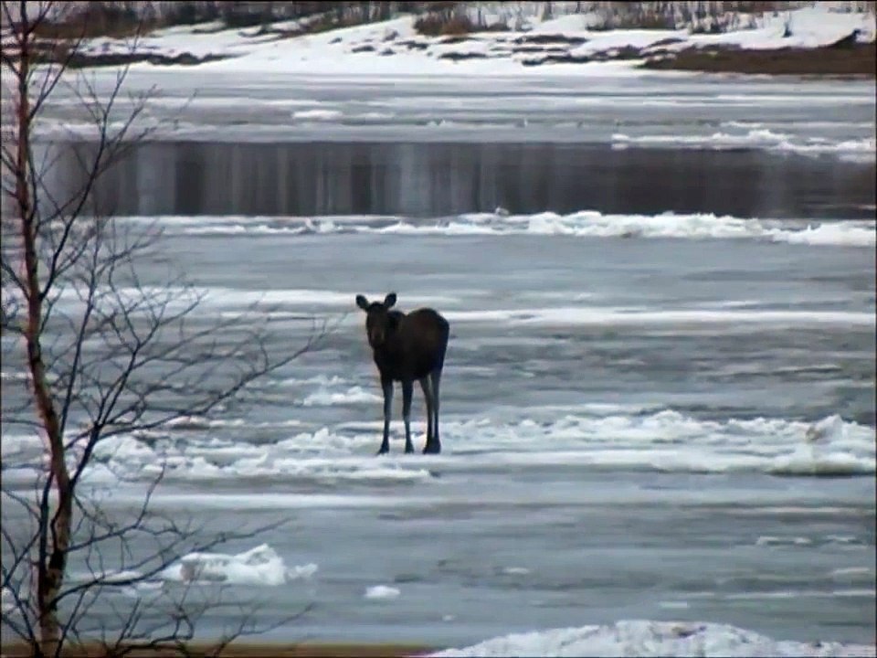 Hirvi ja heikot jäät